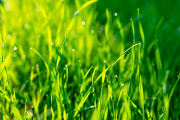 Green grass with water drops