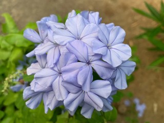 blue flowers on green background