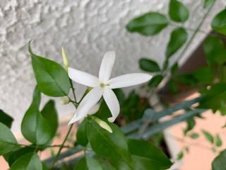 white flower in garden