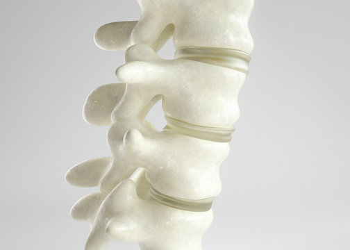 Healthy spinal disc as close-up as 3D Rendering