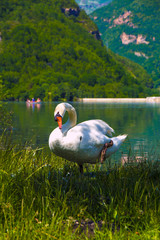 White swan in the Pyrenees lake