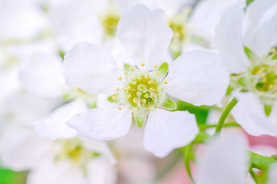 macro photo of white spring Apple flower