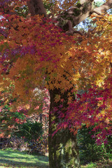 秋真っ盛りの庭園