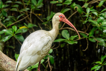 White Ibis Bird in Tampa Bay, Florida