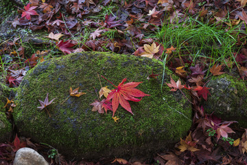 苔に覆われた石と落ち葉