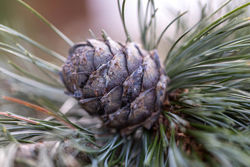 Branches of a swiss stone pine with stone pine cones