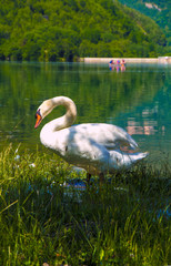 White swan in the Pyrenees lake