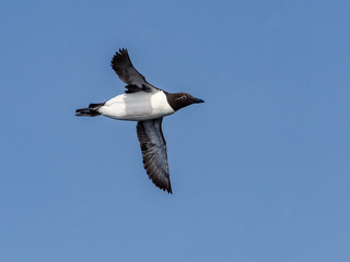 Common Murre (White Bridled Form) in Flight against Blue Sky