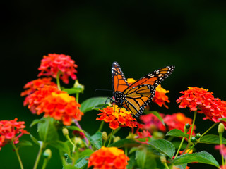 Monarch butterfly on lantana flower