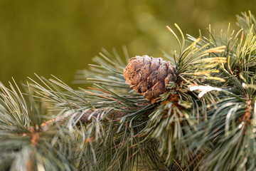 Branches of a swiss stone pine with stone pine cones