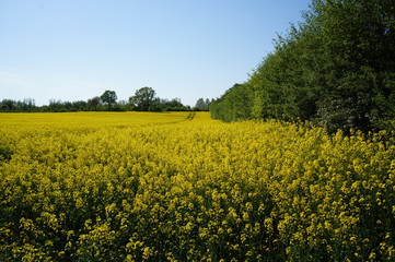 Rapsfeld im Sommer