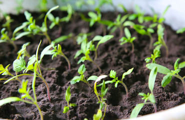 Seedlings in the bucket with ground. Sprouts of tomatoes. Spring photo. Agriculture idea. Eco friendly concept. Plants growing.