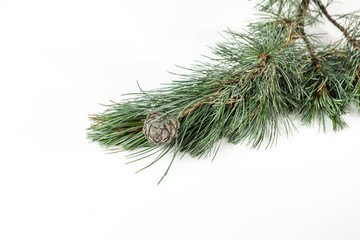 Branches of a swiss stone pine with stone pine cones