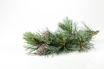 Branches of a swiss stone pine with stone pine cones