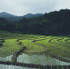 Rice field Young rice in the Asian growing season