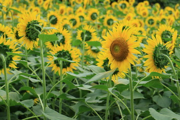 Fototapeta premium 座間ひまわり畑の花