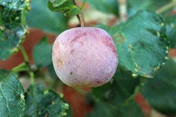 Count Althan's gage plum