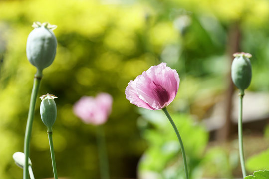 Opium Poppy flower in the garden.