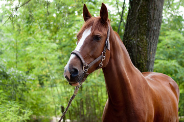 Horse on nature. Portrait of a horse, brown horse at the summer time