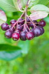 Chokeberry grows on a Bush in late summer