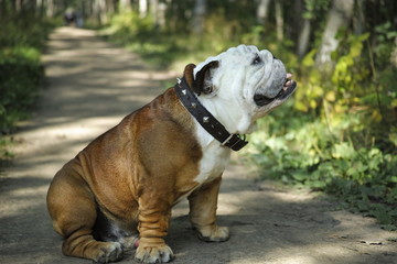 english bulldog in front of white background