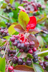 Chokeberry grows on a Bush in late summer