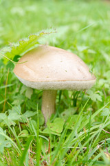 Mushroom boletus growing in the grass in the summer