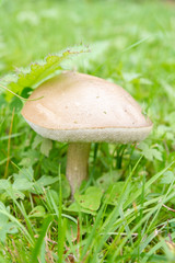 Mushroom boletus growing in the grass in the summer