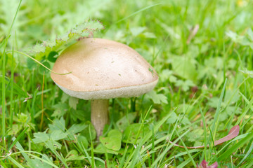 Mushroom boletus growing in the grass in the summer