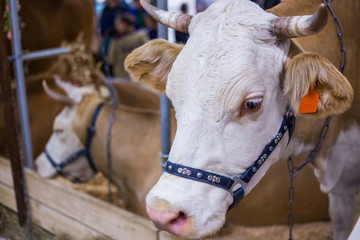 Portrait of cow at agricultural animal exhibition. Farming, exploitation, agriculture industry and animal husbandry concept