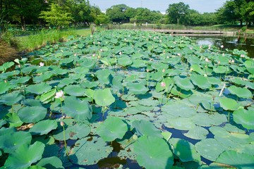 水元公園のハス