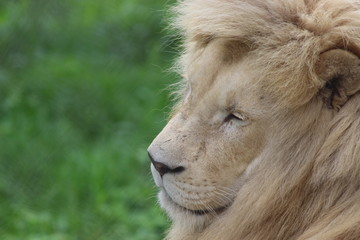 male lion