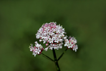 Catweed Plant ; Valeriana Officinalis