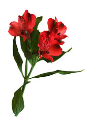 Red alstroemeria flowers