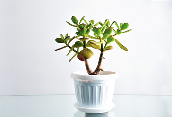 Succulent houseplant Crassula in a pot against backlit