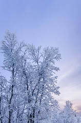 Fototapeta na wymiar Snow on trees in winter against blue sky