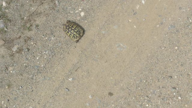 Testudo hermanni graeca turtle from above 4K video