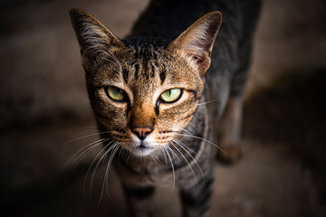 Fototapeta premium The cat is sleeping happily