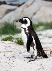 Penguin South Africa Boulders Beach