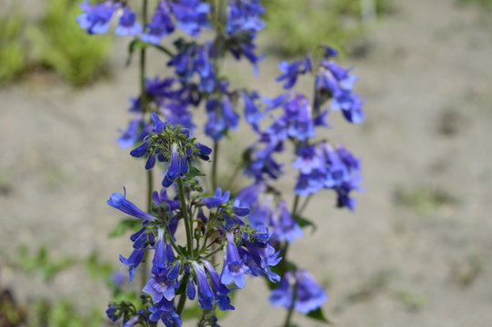 Closeup Penstemon heterophyllus known as bunchleaf penstemon with blurred background in garden
