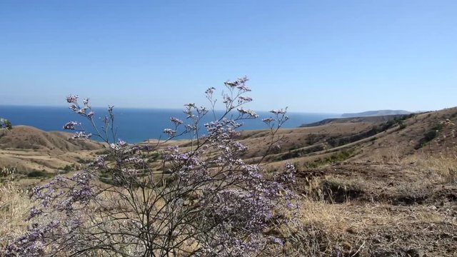 Seascape with flowers of common sea-lavender (Limonium vulgare)
