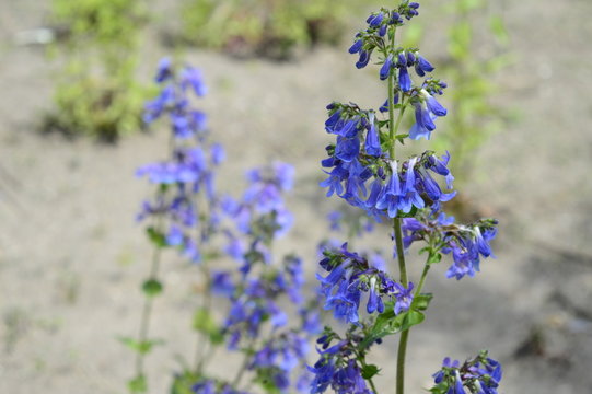 Closeup Penstemon heterophyllus known as bunchleaf penstemon with blurred background in garden