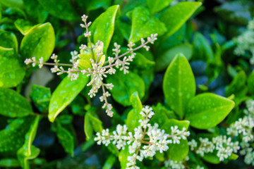 Small white flowers