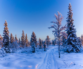 winter landscape with trees, snow and blue sky