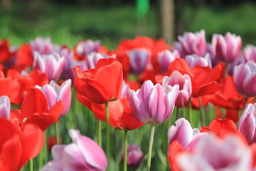 Fototapeta premium red and pink tulips in the garden