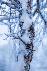 branches covered with snow in winter mist