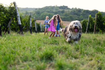 Picture of kids playing with dog in vineyard