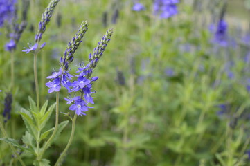 Closeup veronica austriaca subsp. teucrium commonly known as broadleaf speedwell with blurred background in garden