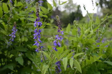 Closeup Galea orientalis is known commonly as fodder galega, with blurred background in garden