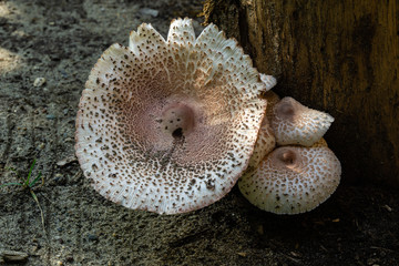 Deadly forest mushrooms Chlorophyllum lead-slag (Chlorophyllum molybdites) from family of champignon grow on oak stump in garden. Bell-shaped mushroom cap of white color with ide tubercle in center.